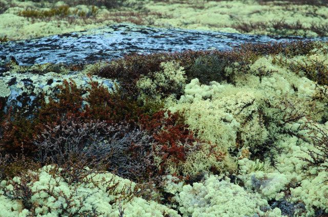Norge07LT_092